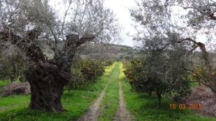 following the tracks through the orange groves