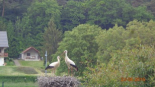 It's a popular nesting spot for storks - a welcome sign of spring in these parts.