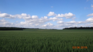 endless fields of wheat