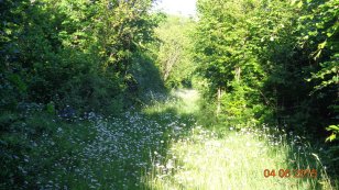 a somewhat overgrown pathway