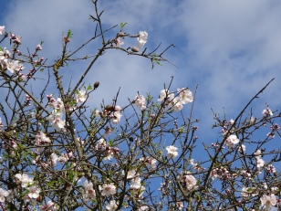 The almond blossom is just beginning